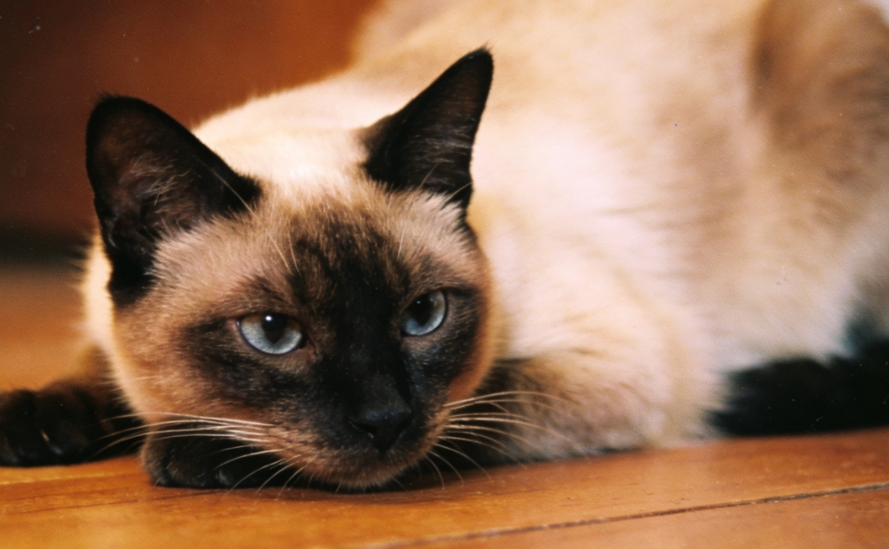 猫咪追逐激光笔光点神经生物学与捕猎闭环指南