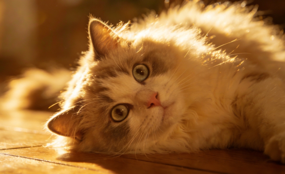 人猫健康逗猫棒互动与纯肉零食奖赏图示