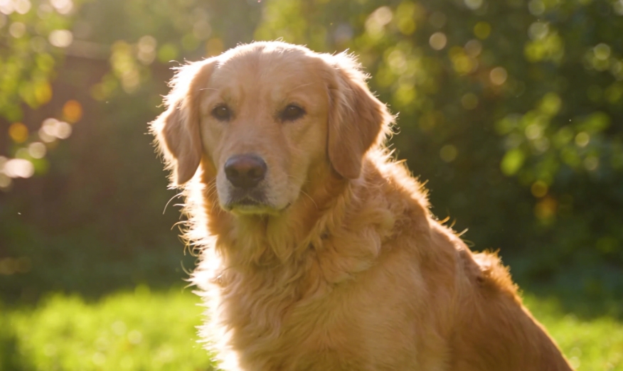 犬类趴卧睡姿生物力学与健康疼痛自查指南