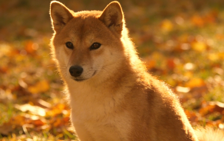 犬类骨关节病痛引发的异常卧姿自查图示