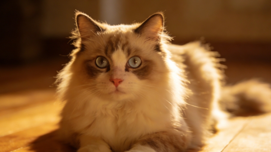 猫咪舔舐人类行为学机理与安全照护指南