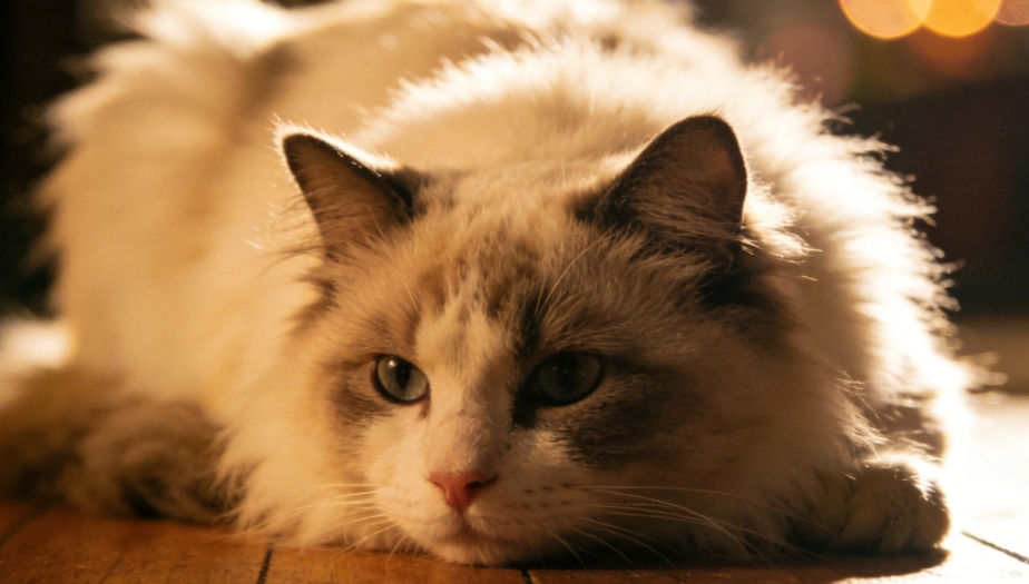 猫咪焦虑置换行为与过度舔舐图示