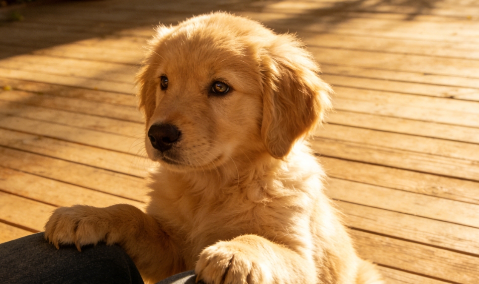 犬类吠叫声学模型解析与科学行为矫正指南