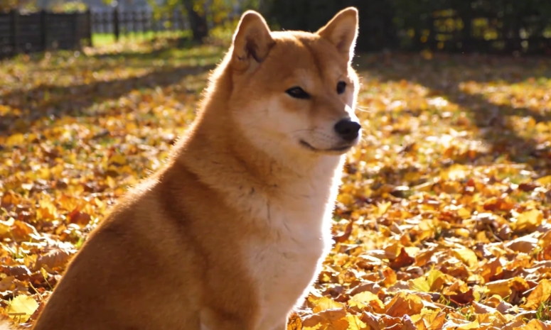 犬类正向训练与宁静指令建立图示