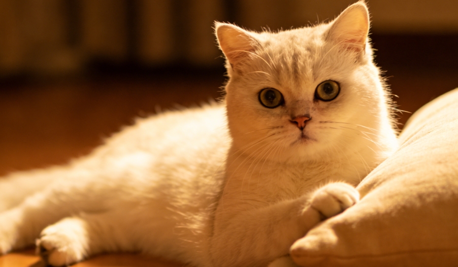 猫咪趴在主人胸口安睡的心理机制与卫生指南