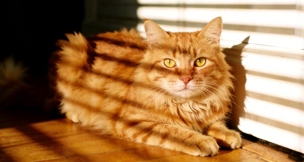 猫咪尾巴语言生物学机制与信任行为解读指南