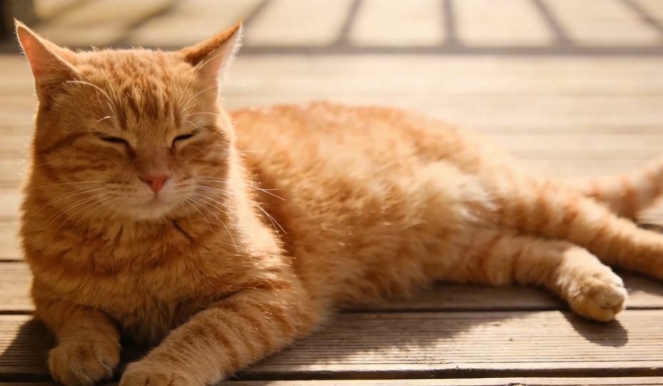 猫尾竖直问号与友好社交行为图示