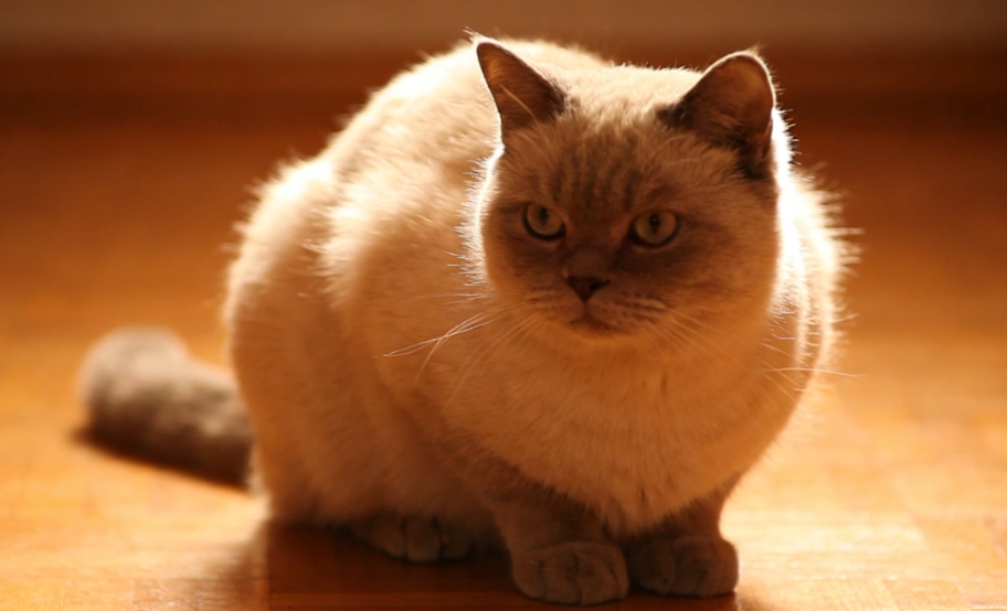猫咪遇到威胁炸毛如试管刷防御图示