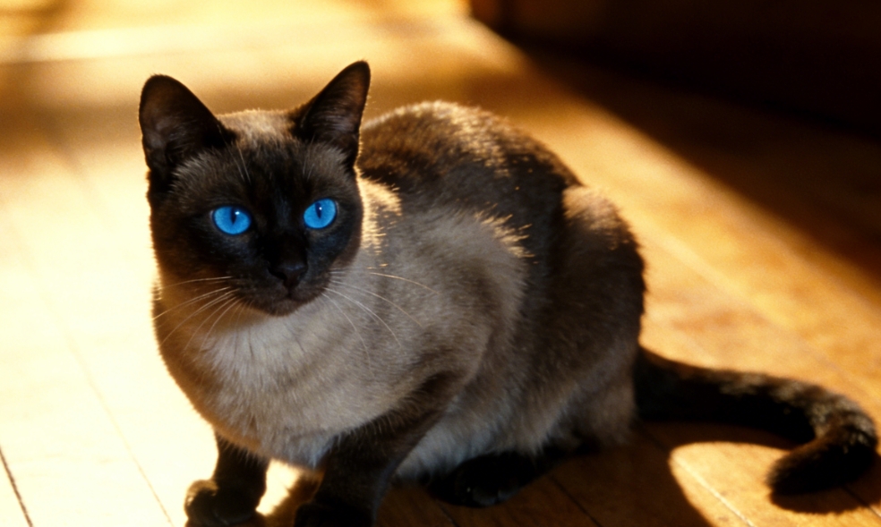 猫咪特发性膀胱炎FIC病理与多猫环境丰容