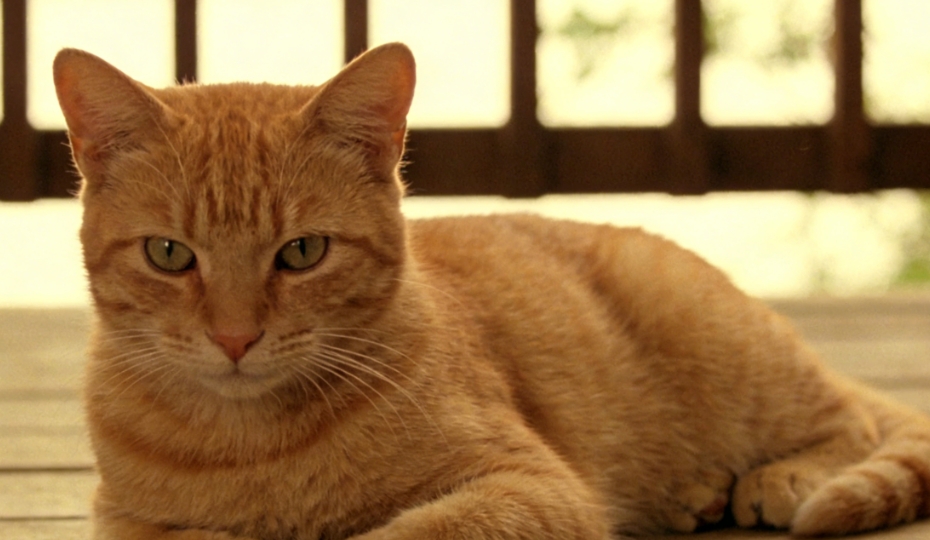 猫咪安心睡眠与放松体态图示