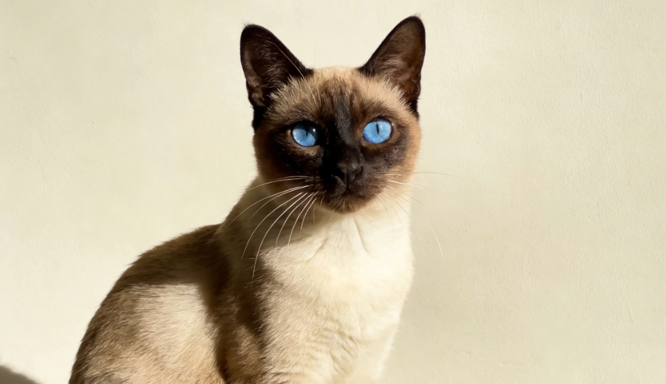 猫咪眼角与面部皮肤状态细致检查图示