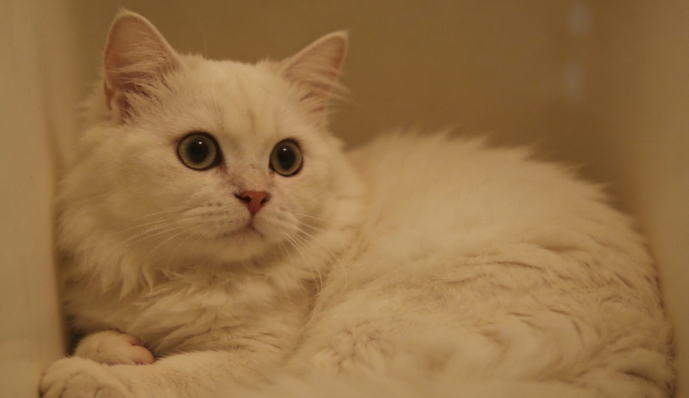 猫咪黑下巴毛囊炎病理与餐具材质选购指南
