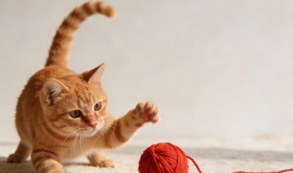 猫咪低头休息与牙齿健康观察图示