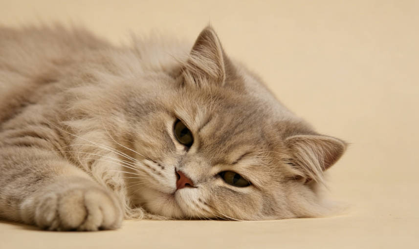长毛金渐层猫咪平趴休息与腹部舒适度图示