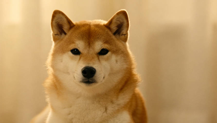 犬类疼痛隐忍与异常趴卧排查图示