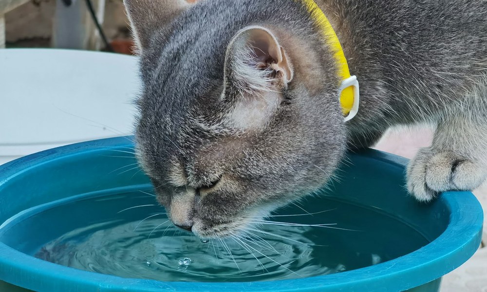 猫咪与狗狗冬季温水湿喂科学补水调配图示