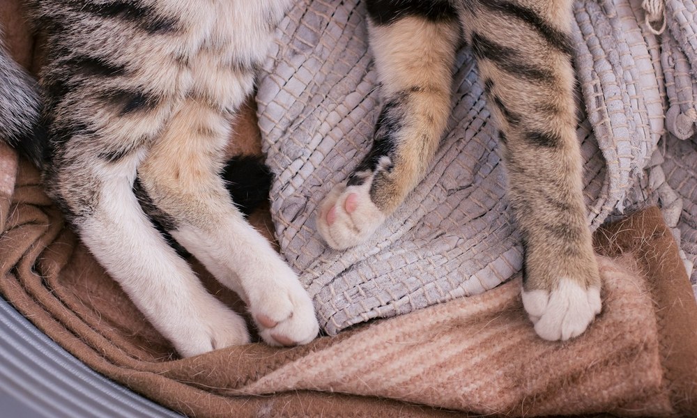 猫咪安静休息健康监测与特发性脂肪肝护理图示